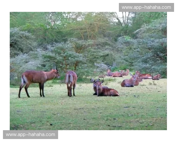 樱花国度与袋鼠故乡：一场跨越山海的对话与碰撞